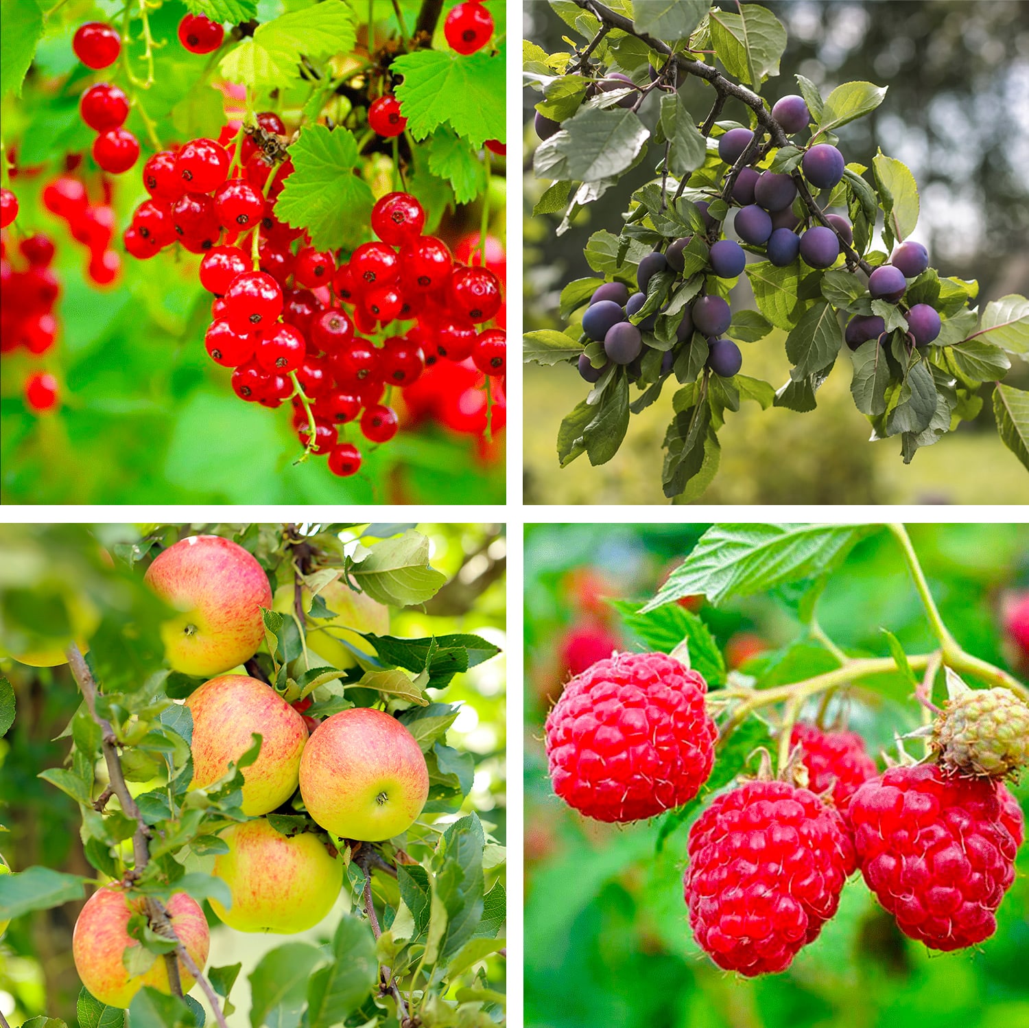 100 000 plants d arbres et arbres fruitiers distribués gratuitement